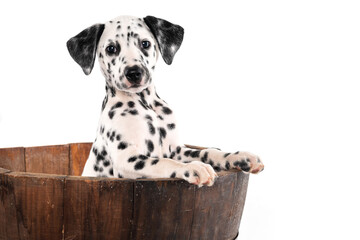 funny puppy dalmatian into a wood vase