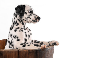 side dog dalmatian into the wood vase