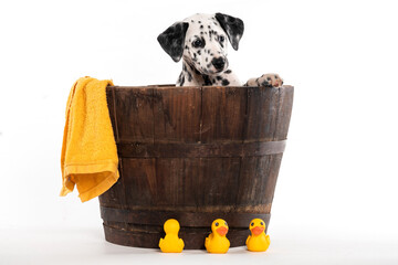 dog bath time with towel and yellow ducks