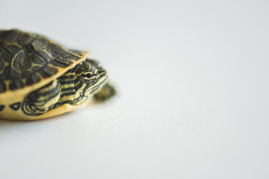 A Close Up Image Of A Baby Snapping Turtle
