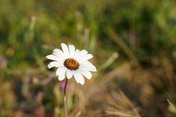 Isolated white daisy flower growing in a field. Muted background.