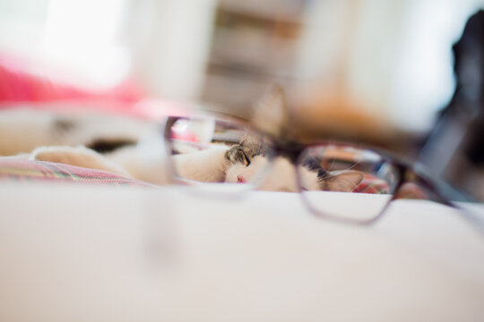 Sleeping cat seen through prescription glasses lens