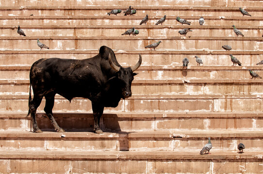 Sacred cow in Pushkar