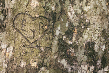 Lovers' Initials Carved on a Tree Bark as Sentimental Memento