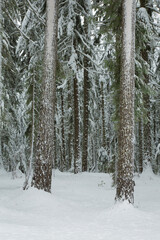 Fototapeta premium Snow covered fir trees in the Cascade mountains in the Willamette National forest, Oregon.