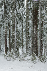 Snow covered fir trees in the Cascade mountains in the Willamette National forest, Oregon.