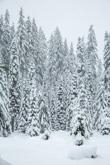 Fototapeta premium Snow covered fir trees in the Cascade mountains in the Willamette National forest, Oregon. Snow flakes are falling.