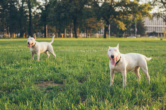 Brothers - two bull terriers on green field