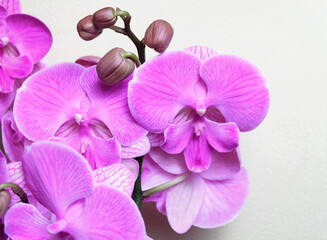 Fototapeta na wymiar Violet-pink orchid Phalaenopsis Big Lip, Miki Dancer cultivar, macro photography, selective focus, horizontal orientation.