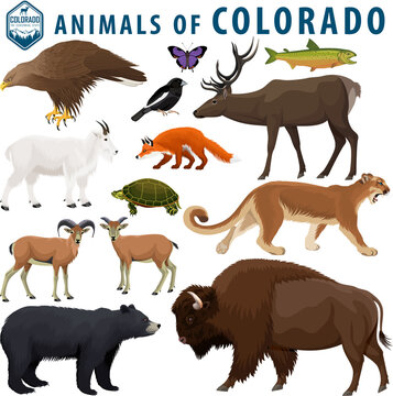 Vector Set - Animals Of Colorado: Bison, Black Bear, Mountain Goat, Puma,  Bighorn Sheep,  Turtle, Red Fox, Golden Eagle, Elk, Lark Bunting, Colorado Hairstreak,  Greenback Cutthroat Trout.