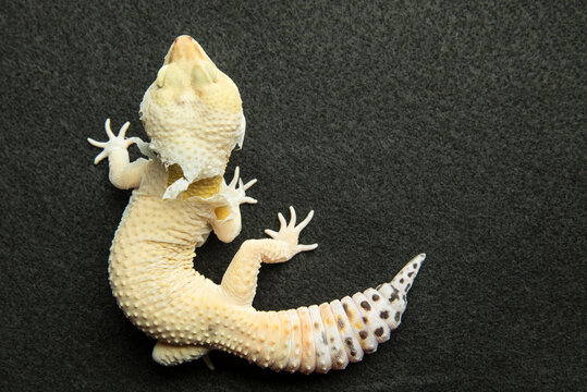 Shedding Leopard Gecko