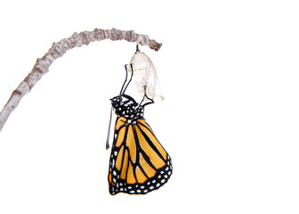Close up of one Monarch Butterfly just emerged from chrysalis hanging on a small branch, wings bent from confinement.  Isolated on white.