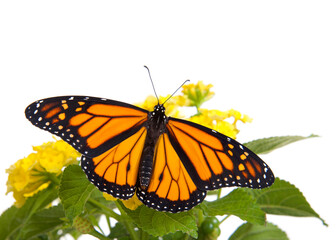 Close up of one Monarch Butterfly on yellow lantana flowers, wings wide open, top view. Isolated on white.