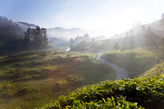 Tea Plantations, Munnar, Western Ghats, Kerala, South India