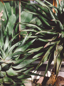 Agaves growing in a glasshouse