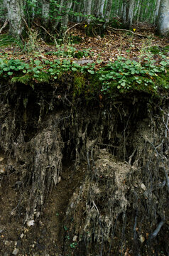 Subsoil view with trees roots in a forest