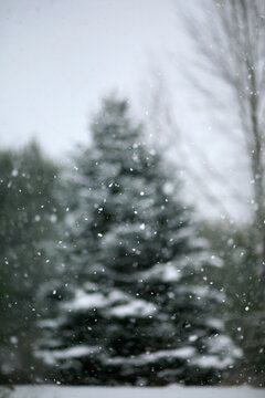 Pine Tree In A Winter Snow Storm