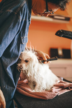 Woman brushing a dog after a bath