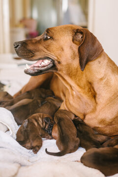 bitch with her newly whelped puppies, smiling