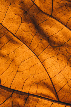 Macro shot of an leaf in autumn.