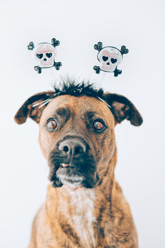 Portrait of a boxer dog with a halloween mask