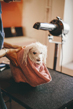 Scared little dog after bath