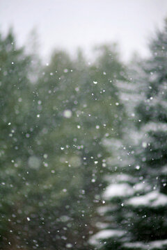 Abstract Pine Tree In A Winter Snow Storm