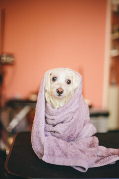 Scared little dog after bath