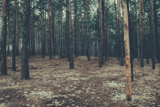 Ghostly apparition in the forest