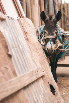 Donkey standing in an alley, Morocco.