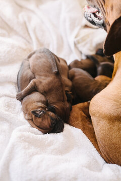 bitch with her newly whelped puppies