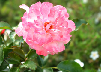 Terry pink climbing rose among the greenery in a park, close-up photography, selective focus, horizontal orientation.