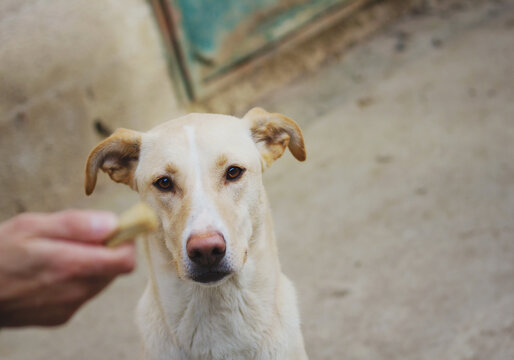 Beautiful labrador dog looking at human hand holding bone shaped biscuit