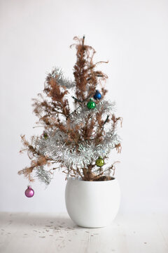 miniature dead christmas tree