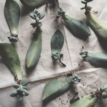 Succulent Propagation