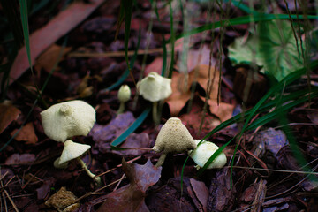 Poisonous mushrooms in the forest in autumn
