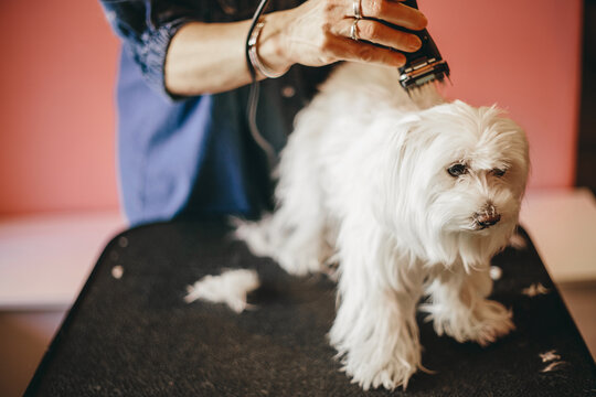 Dog haircut for summertime.