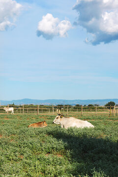 Maremmana cow and calf laying on grass one in front of the other