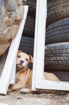 Cute dog lying behind junk.