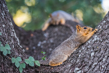 Squirrel's resting in a tree on a hot summer day