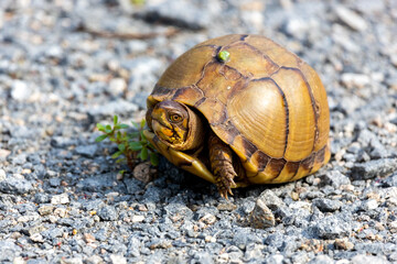Turtle slowly walking on white pebbles