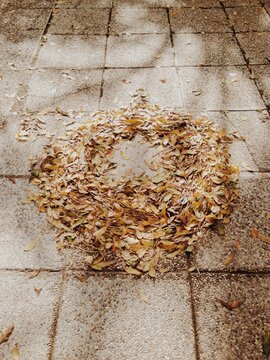 circle made of yellow autumn leafs