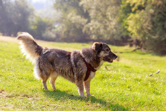 Medium Large Dog with Grey and Brown Coat Standing in Sunny Field
