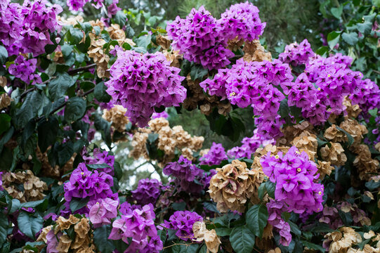 Seasonal lilac flowers