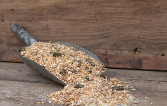 Mixture Of Grains And Pellets For Horse Feed For Sale In The Forage