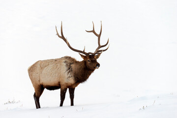  Bull Elk Cervus canadensis Lamar Valley Yellowstone National Park Wyoming USA 