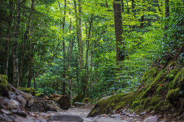 Fototapeta na wymiar Winding Hiking Path of the Great Smoky Mountains
