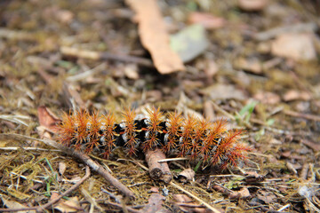 Hairy golden caterpillar