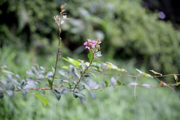 一輪の花