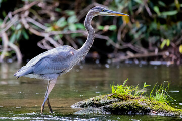 Great Blue Heron Wading In the Water